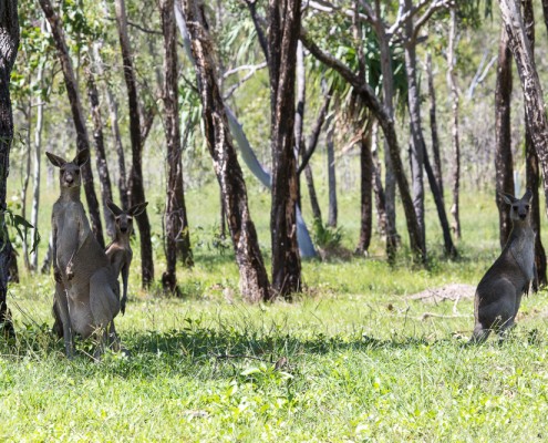 Kangaroos near Hideaway Bay, Whitsundays, Australia