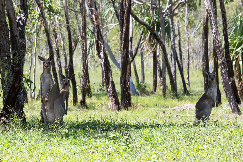 Kangaroos near Hideaway Bay, Whitsundays, Australia