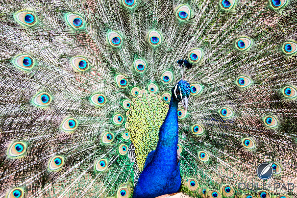 Peacock at the Hotel Byblos in Saint Tropez