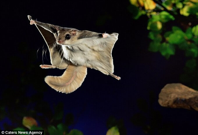A southern flying squirrel