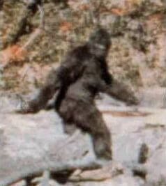 Bigfoot or a man in a gorilla suit?