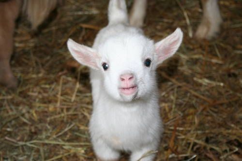 baby goat kid