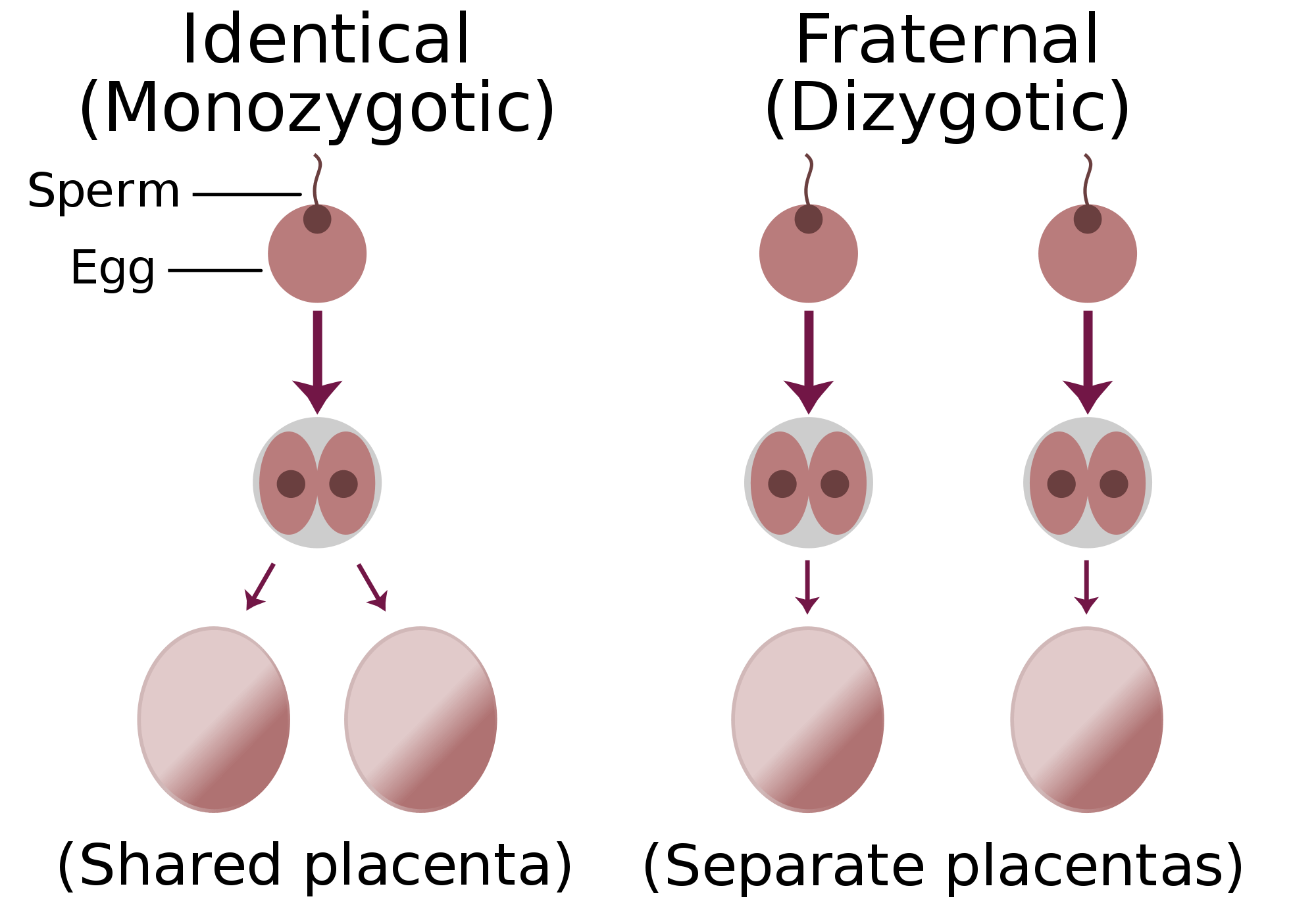 Identical-fraternal-sperm-egg