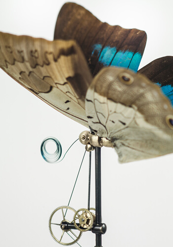 Key Tailed Prepona butterfly by Paul Swan Topen