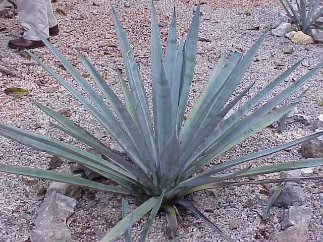 The blue agave is innocuous until its juice is distilled into tequila!