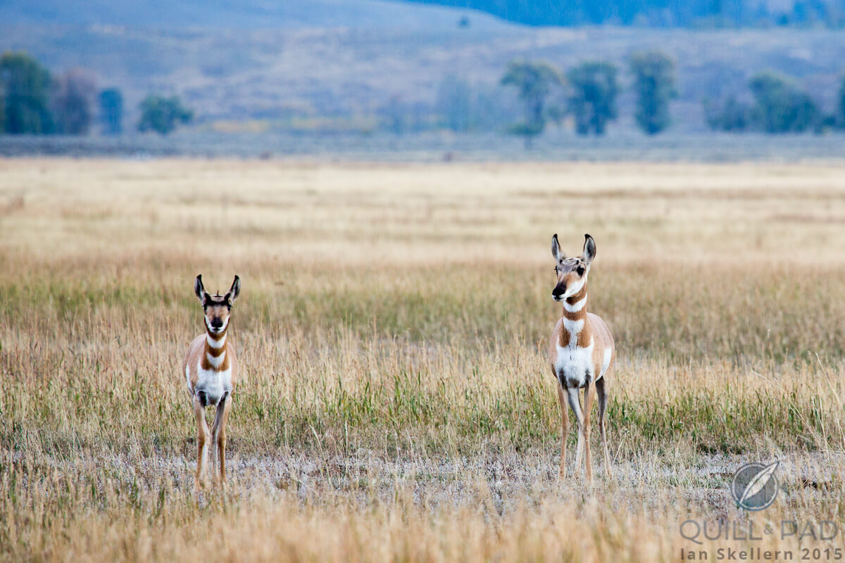 Female pronghorn and young near Jackson Hole, Wyoming