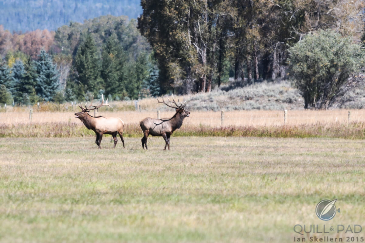 These two young stag elks hopped the fence to graze in an irrigated cattle pasture near Jackson Hole, Wyoming