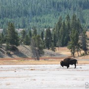 Lone bison in Yellowstone National Park