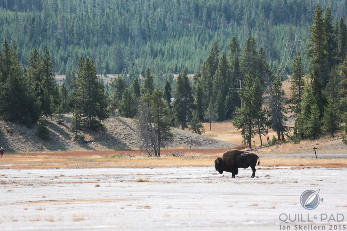 Lone bison in Yellowstone National Park