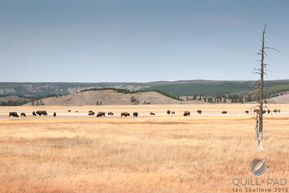 A herd of bison in Yellowstone National Park