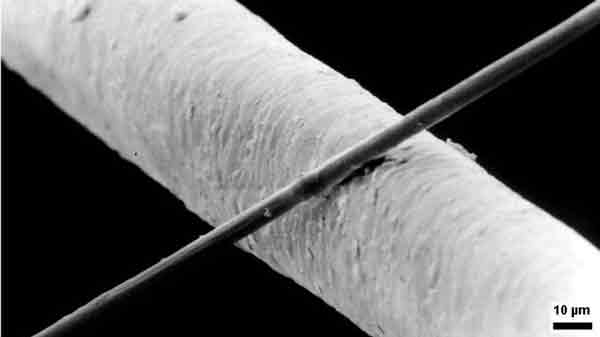 A single strand of carbon fiber (dark) lying across a much, much thicker human hair