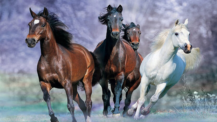 Galloping-horses