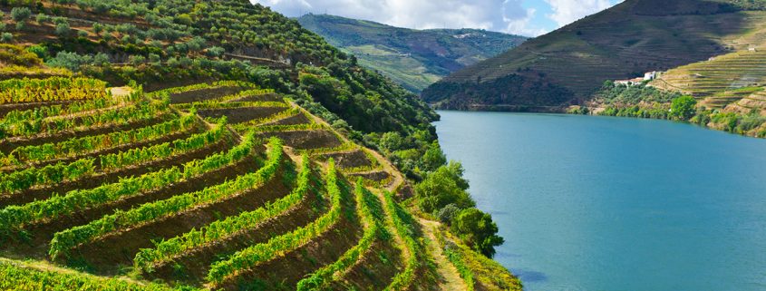 Vineyards for Port wine growing in the Alto Douro