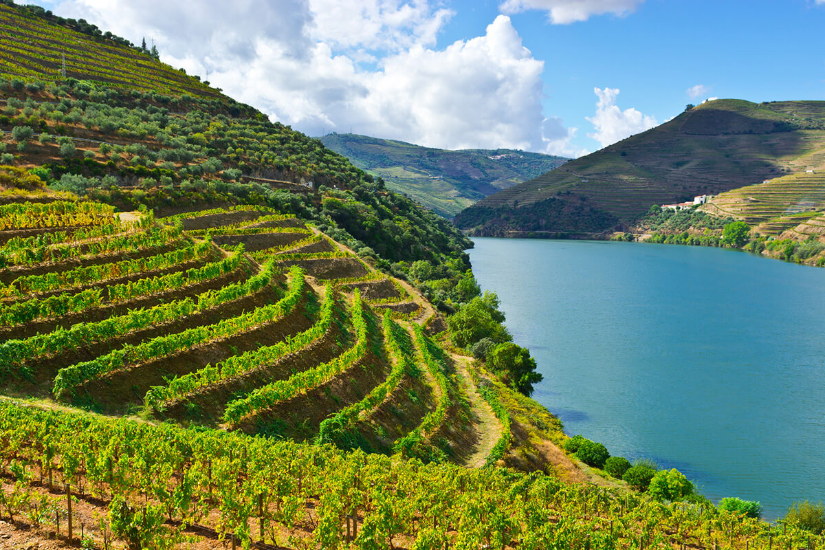 Vineyards for Port wine growing in the Alto Douro 