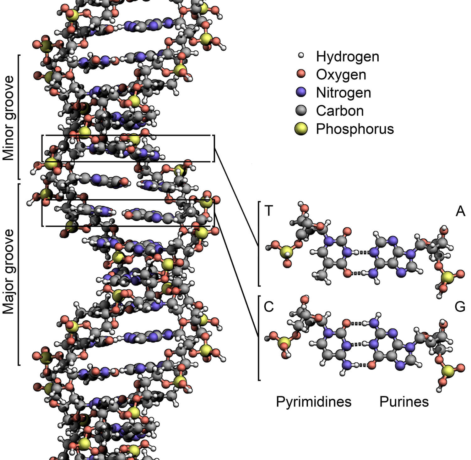 The atomic structure of DNA