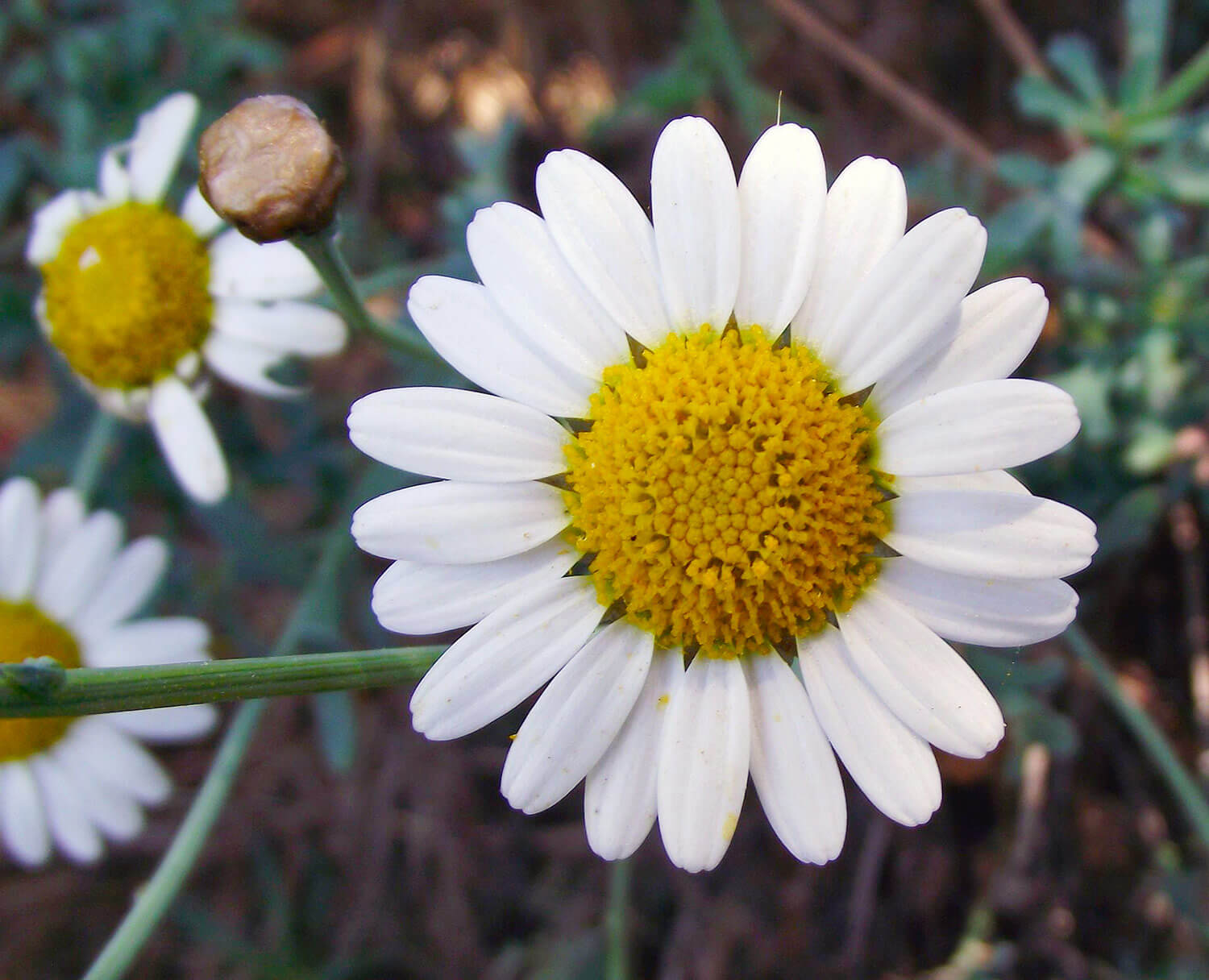 The marguerite is a type of daisy 