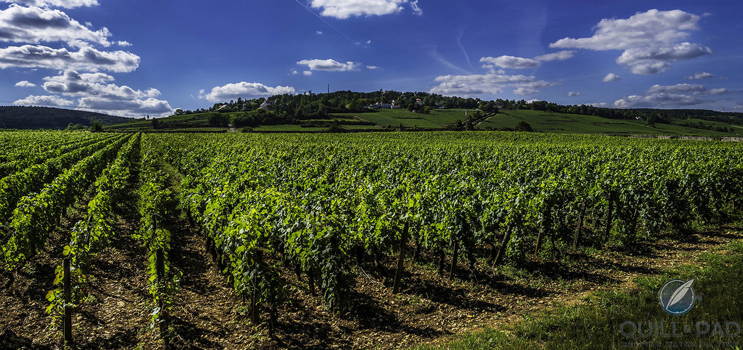 Vineyard producing champagne for Charles Clavem