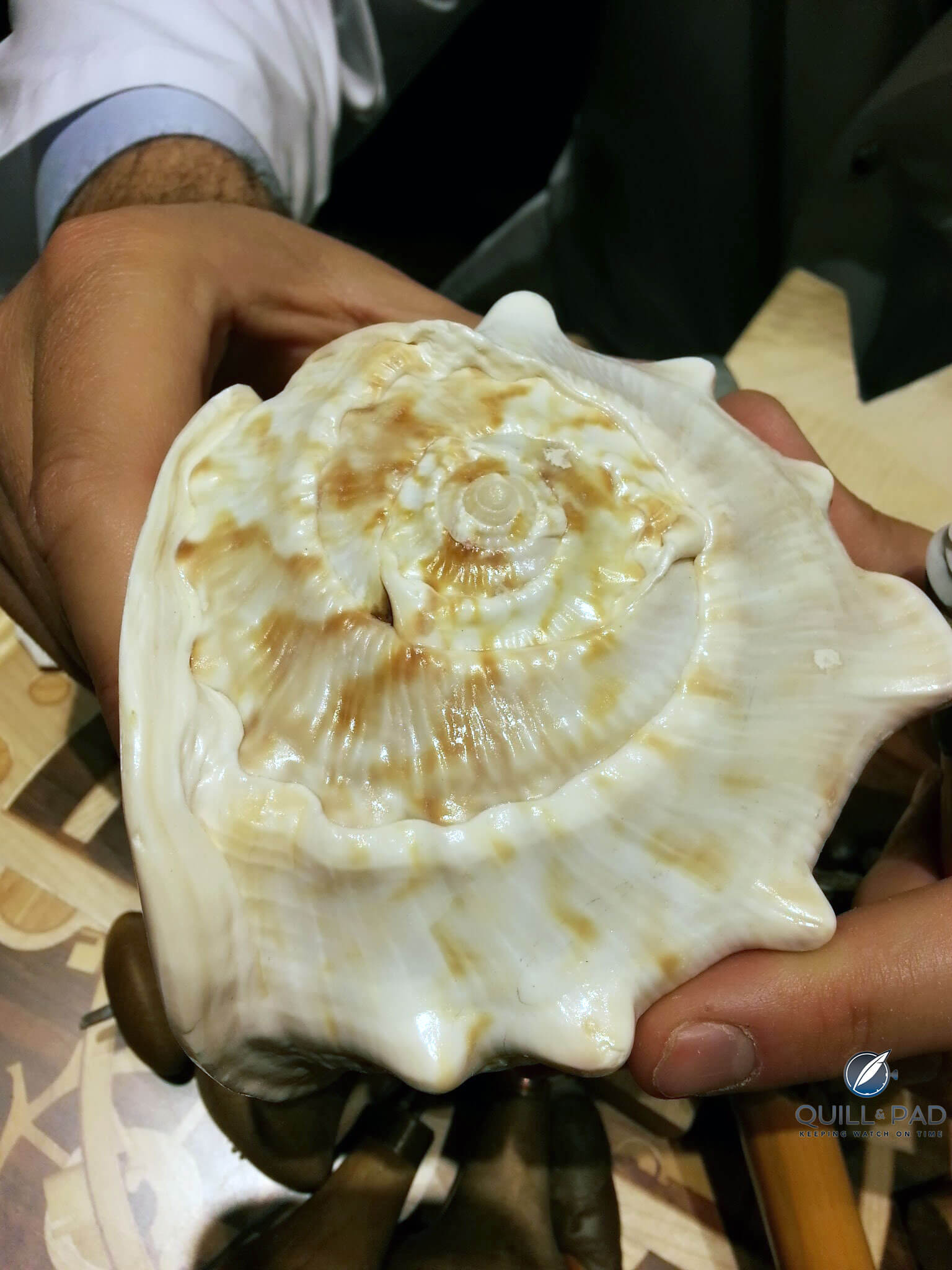 Shell of the cassis madagascariensis