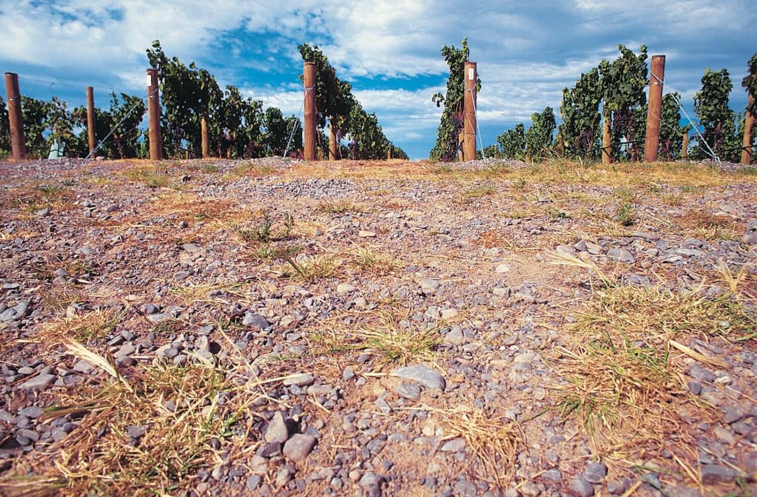 Gimblett Gravels Annual Vintage Selection From Hawke’s Bay, New Zealand