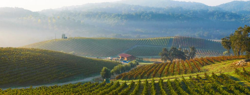 Domaine Dujac and vineyards in Burgundy (photo courtesy www.finewinesinternational.com)