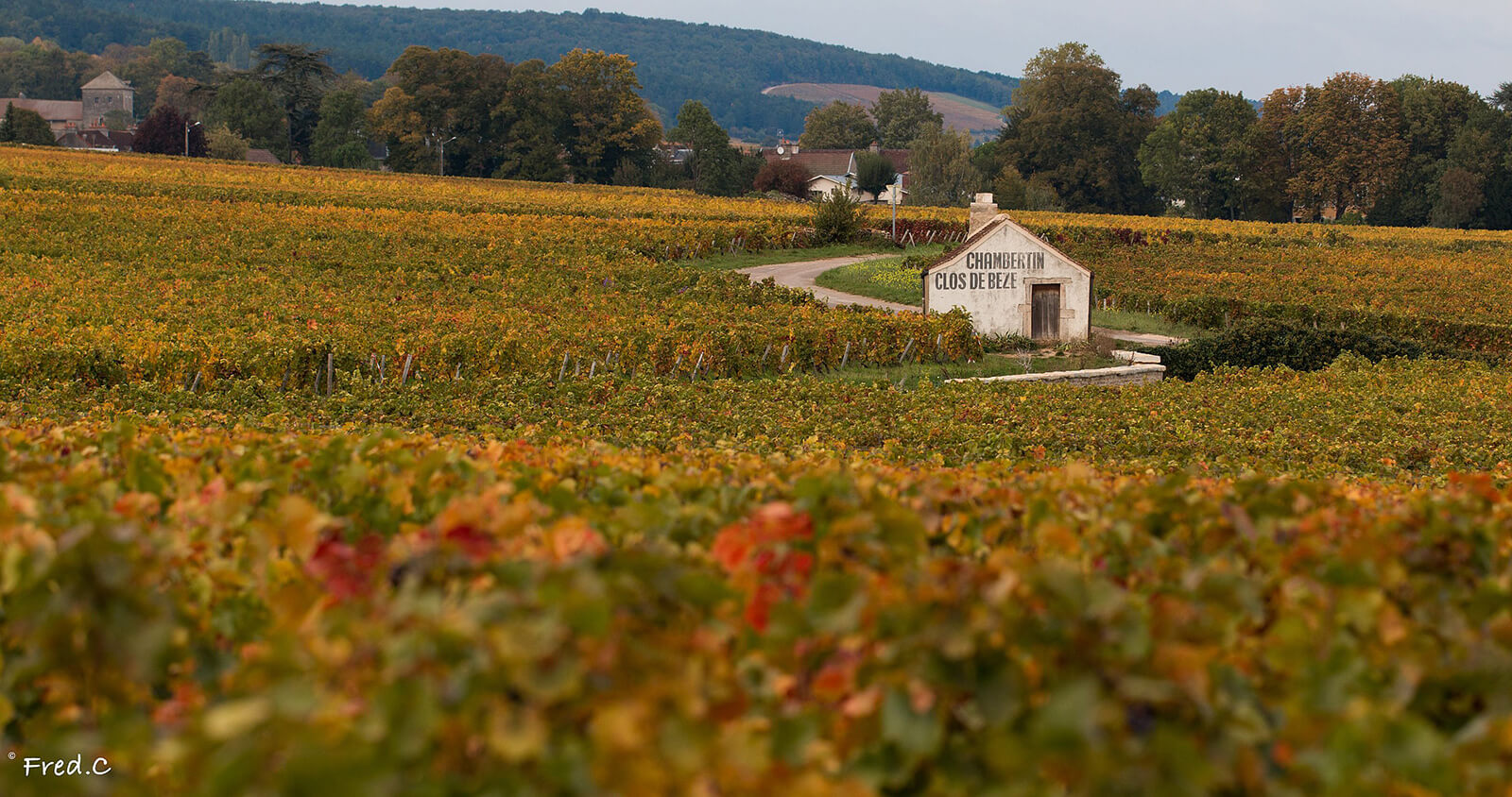 Inside Burgundy’s History, Including A ‘Royal War’ With Champagne