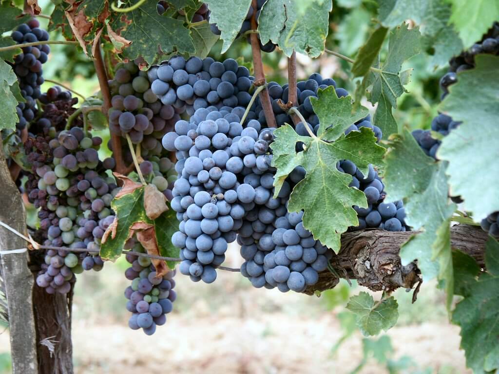 biondi santi winery visit